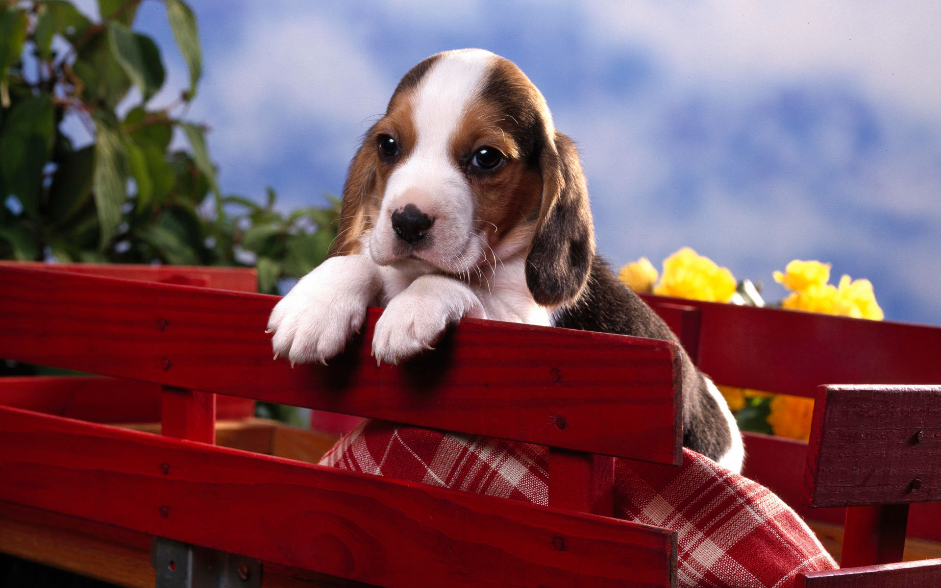 Beagle Puppy7194119600